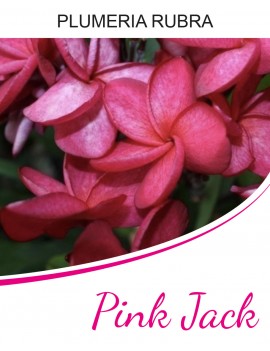 Pluméria Pink Jack