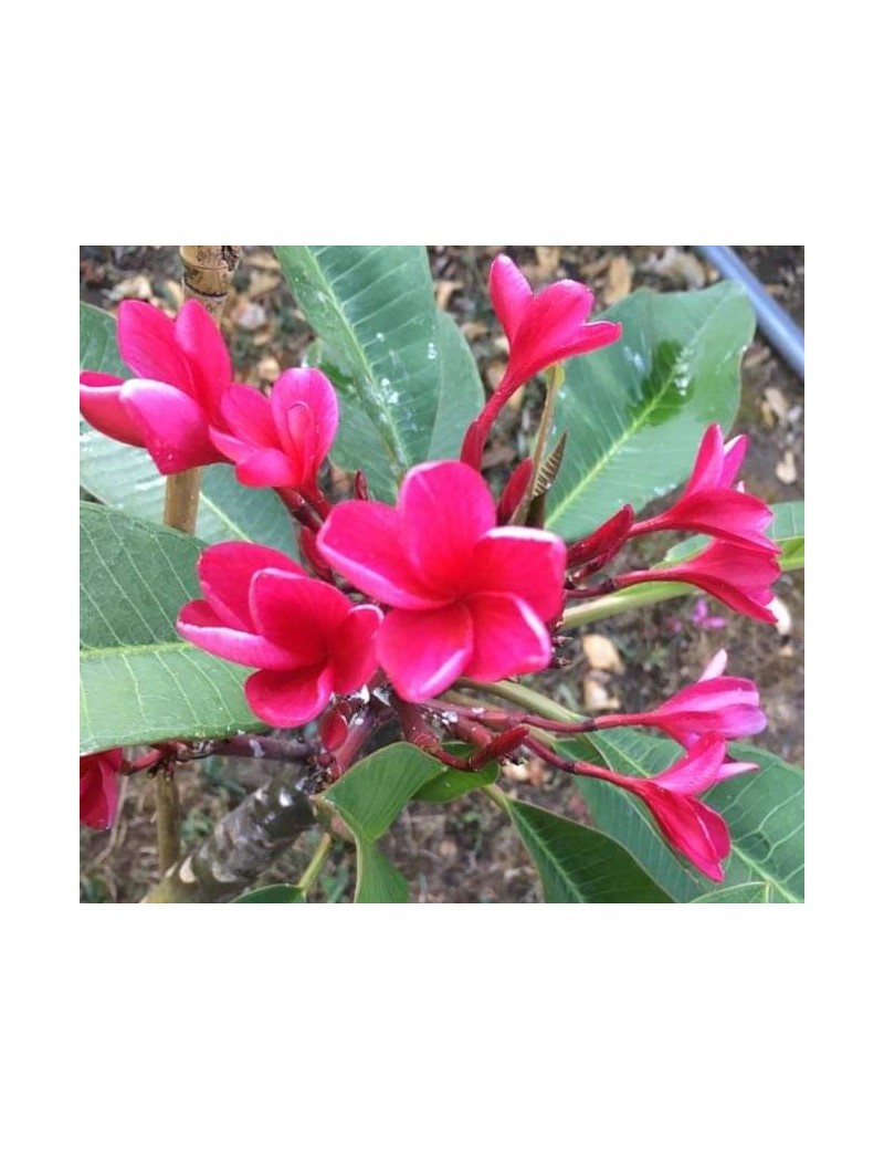 Pluméria Red Jack